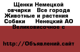 Щенки Немецкой овчарки - Все города Животные и растения » Собаки   . Ненецкий АО,Великовисочное с.